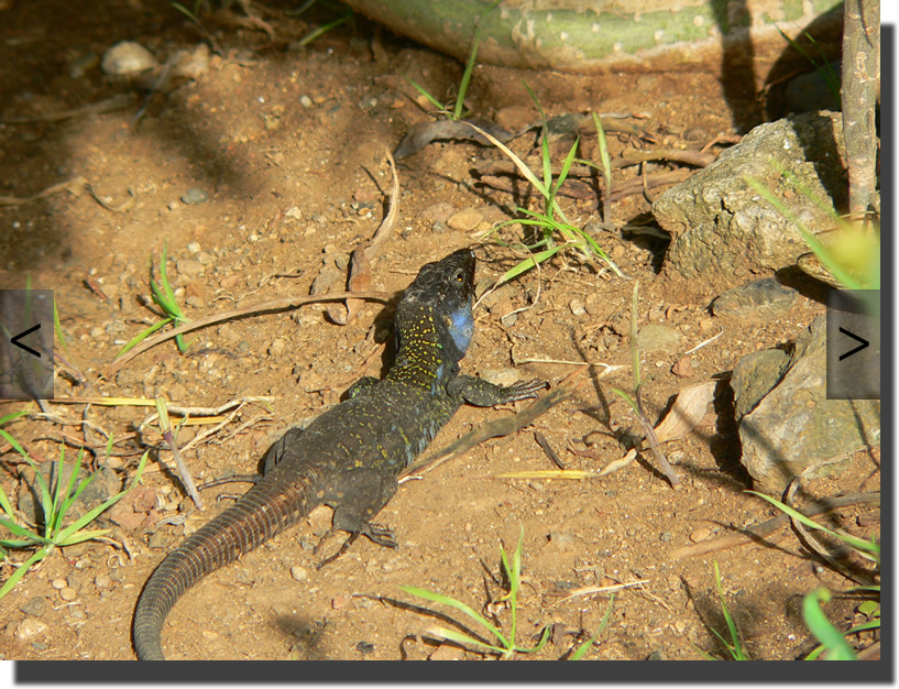 Gallotia galloti eisentrauti